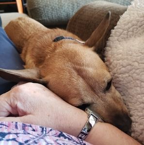 Meet your Posher, Molly